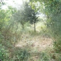 Campanet&nbsp;property:&nbsp;Land&nbsp;for&nbsp;sale&nbsp;in&nbsp;Campanet&nbsp;130878