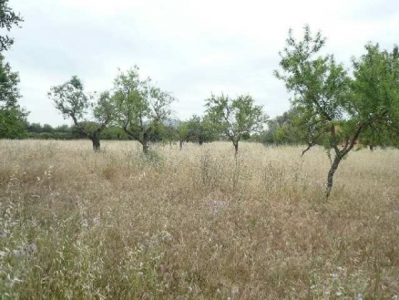 Selva&nbsp;property:&nbsp;Land&nbsp;for&nbsp;sale&nbsp;in&nbsp;Selva,&nbsp;Spain&nbsp;130887