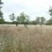Selva&nbsp;property:&nbsp;Selva,&nbsp;Spain&nbsp;Land&nbsp;130887