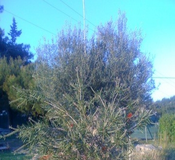 El&nbsp;Chaparral&nbsp;property:&nbsp;Malaga&nbsp;property&nbsp;|&nbsp;3&nbsp;bedroom&nbsp;Villa&nbsp;132522