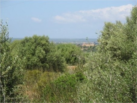 Campos&nbsp;property:&nbsp;Land&nbsp;in&nbsp;Mallorca&nbsp;for&nbsp;sale&nbsp;136548