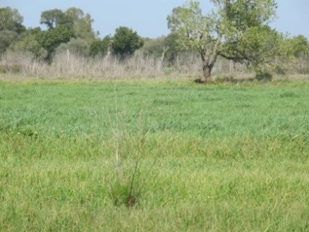 Campos&nbsp;property:&nbsp;Mallorca&nbsp;property&nbsp;|&nbsp;bedroom&nbsp;Land&nbsp;136562