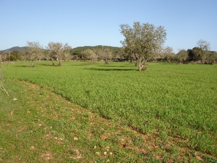 Felanitx&nbsp;property:&nbsp;Land&nbsp;for&nbsp;sale&nbsp;in&nbsp;Felanitx&nbsp;141837