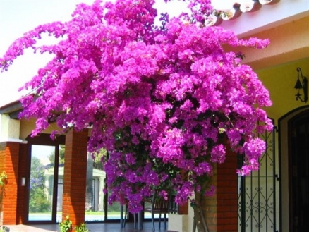 San&nbsp;Pedro&nbsp;de&nbsp;Alcantara&nbsp;property:&nbsp;San&nbsp;Pedro&nbsp;de&nbsp;Alcantara,&nbsp;Spain&nbsp;|&nbsp;Villa&nbsp;for&nbsp;sale&nbsp;157179