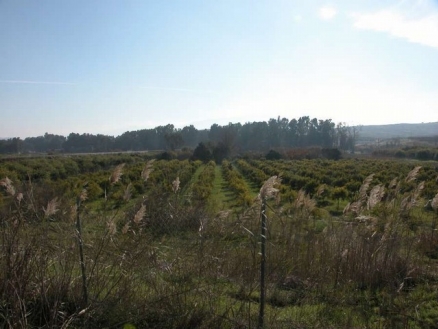 Cartama&nbsp;property:&nbsp;Land&nbsp;with&nbsp;bedroom&nbsp;in&nbsp;Cartama&nbsp;158079