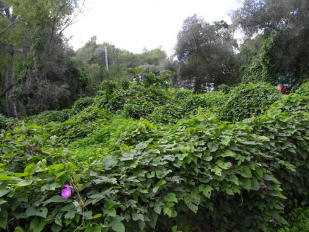 Land with 3 bedroom in town 160230