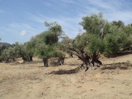 Gaucin&nbsp;property:&nbsp;Villa&nbsp;with&nbsp;1&nbsp;bedroom&nbsp;in&nbsp;Gaucin&nbsp;164234