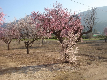 Parcent&nbsp;property:&nbsp;Land&nbsp;with&nbsp;bedroom&nbsp;in&nbsp;Parcent&nbsp;164594