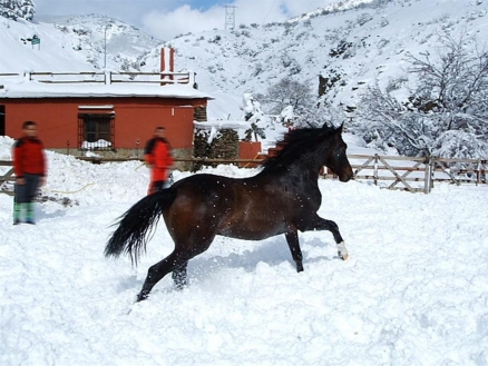 Bayárcal&nbsp;property:&nbsp;Commercial&nbsp;with&nbsp;9+&nbsp;bedroom&nbsp;in&nbsp;Bayárcal,&nbsp;Spain&nbsp;171710