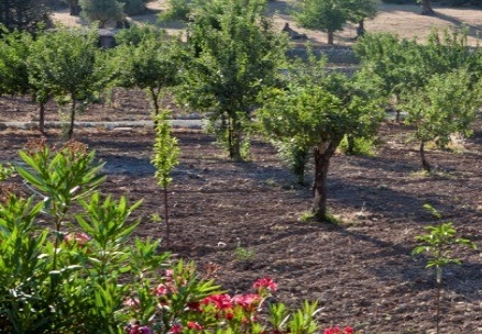 Bunyola&nbsp;property:&nbsp;Commercial&nbsp;with&nbsp;9+&nbsp;bedroom&nbsp;in&nbsp;Bunyola&nbsp;173017