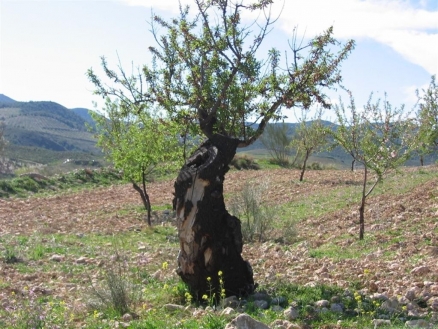 La&nbsp;Parroquia&nbsp;property:&nbsp;Land&nbsp;in&nbsp;Murcia&nbsp;for&nbsp;sale&nbsp;174022