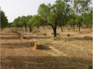 Selva&nbsp;property:&nbsp;Land&nbsp;with&nbsp;bedroom&nbsp;in&nbsp;Selva&nbsp;175017