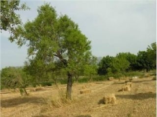 Selva&nbsp;property:&nbsp;Land&nbsp;with&nbsp;bedroom&nbsp;in&nbsp;Selva,&nbsp;Spain&nbsp;175017