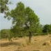 Selva&nbsp;property:&nbsp;bedroom&nbsp;Land&nbsp;in&nbsp;Mallorca&nbsp;175017