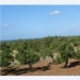 Santa&nbsp;Margalida&nbsp;property:&nbsp;Land&nbsp;in&nbsp;Santa&nbsp;Margalida&nbsp;175172