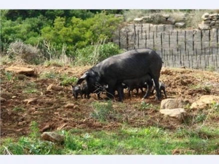 Son&nbsp;Serra&nbsp;de&nbsp;Marina&nbsp;property:&nbsp;Land&nbsp;with&nbsp;bedroom&nbsp;in&nbsp;Son&nbsp;Serra&nbsp;de&nbsp;Marina&nbsp;175273