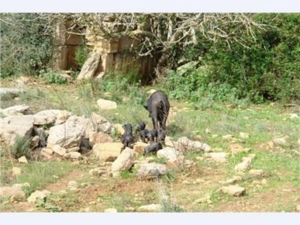 Son&nbsp;Serra&nbsp;de&nbsp;Marina&nbsp;property:&nbsp;Land&nbsp;with&nbsp;bedroom&nbsp;in&nbsp;Son&nbsp;Serra&nbsp;de&nbsp;Marina,&nbsp;Spain&nbsp;175273