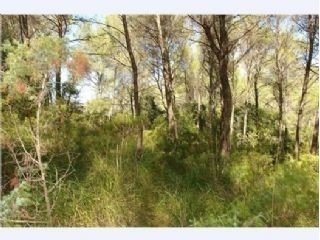 Puigpunyent&nbsp;property:&nbsp;Land&nbsp;for&nbsp;sale&nbsp;in&nbsp;Puigpunyent,&nbsp;Spain&nbsp;175465