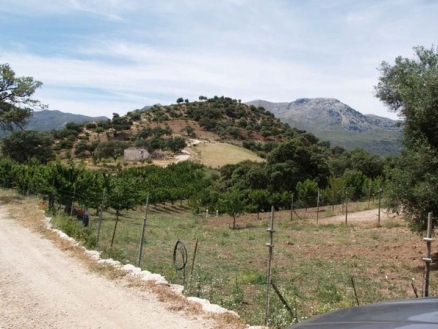 Cortes&nbsp;De&nbsp;La&nbsp;Frontera&nbsp;property:&nbsp;Commercial&nbsp;with&nbsp;2&nbsp;bedroom&nbsp;in&nbsp;Cortes&nbsp;De&nbsp;La&nbsp;Frontera&nbsp;176544