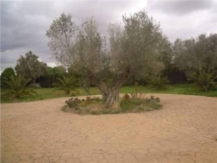 Sencelles&nbsp;property:&nbsp;Land&nbsp;for&nbsp;sale&nbsp;in&nbsp;Sencelles,&nbsp;Spain&nbsp;177258