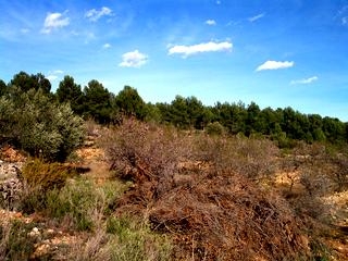 Atzeneta Del Maestrat property: Finca for sale in Atzeneta Del Maestrat, Spain 181736
