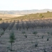 town Land, Spain 185040