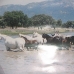 Coin property: Coin Villa, Spain 187354