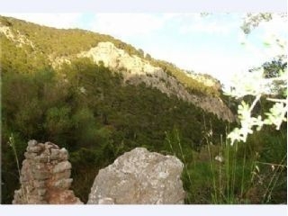 Land&nbsp;in&nbsp;Mallorca&nbsp;for&nbsp;sale&nbsp;197488