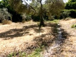 Arriate property: Arriate Finca 198942