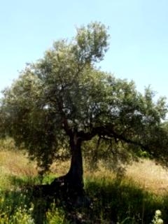 Olvera property: Land in Cadiz for sale 198948