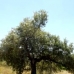 Olvera property: Land in Olvera 198948