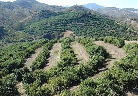 Coin property: Land for sale in Coin, Spain 203560
