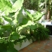 Estepona property: Malaga Villa, Spain 213212