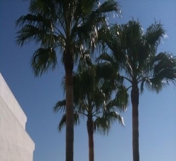 San Luis De Sabinillas property: Malaga Apartment 215394
