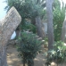 5 bedroom Villa in town, Spain 215422