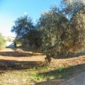 Alhaurin El Grande property: Land for sale in Alhaurin El Grande 215895