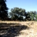 Olvera property: Cadiz Land, Spain 216758