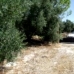 Olvera property: Land for sale in Olvera 216760
