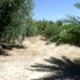 Olvera property: bedroom Land in Olvera, Spain 216760