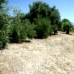 Olvera property: Land in Cadiz 216760