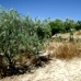 Olvera property: Land in Olvera 216760