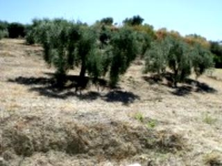 Olvera property: Cadiz property | bedroom Land 216761