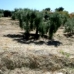 Olvera property: Olvera Land, Spain 216761