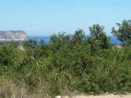 Javea property: Alicante property | bedroom Villa 229596