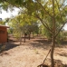 Hondon De Los Frailes property: 3 bedroom Villa in Hondon De Los Frailes, Spain 239199
