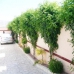 Hondon de las Nieves property: Beautiful Villa for sale in Hondon de las Nieves 239960