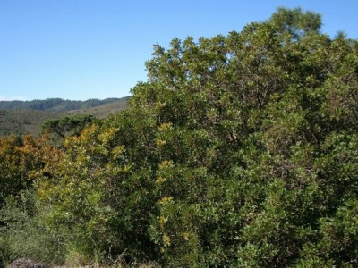 Benahavis property: Land with bedroom in Benahavis 246170