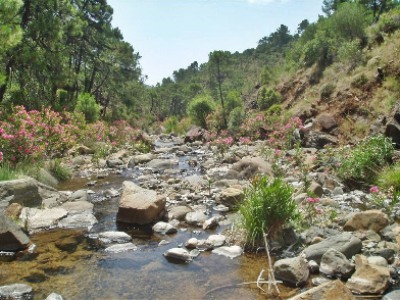 Estepona property: Malaga Finca 246739