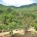 Estepona property: Beautiful Finca for sale in Malaga 246739