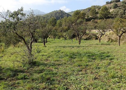 Jalon&nbsp;property:&nbsp;Alicante&nbsp;Villa&nbsp;251142